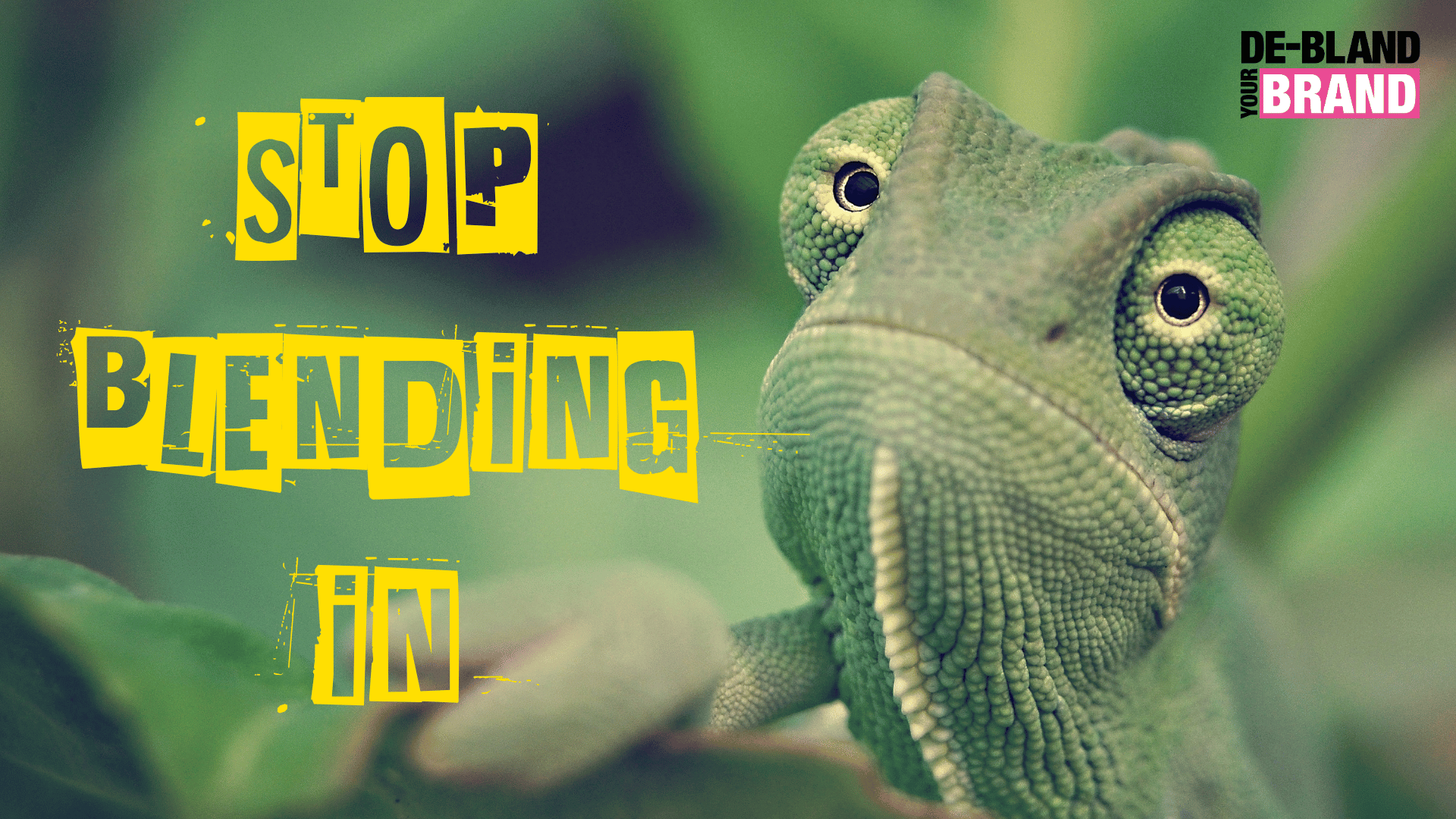 Read more about the article Conquering the Chameleons: Differentiate Your Brand with a Content Theme
